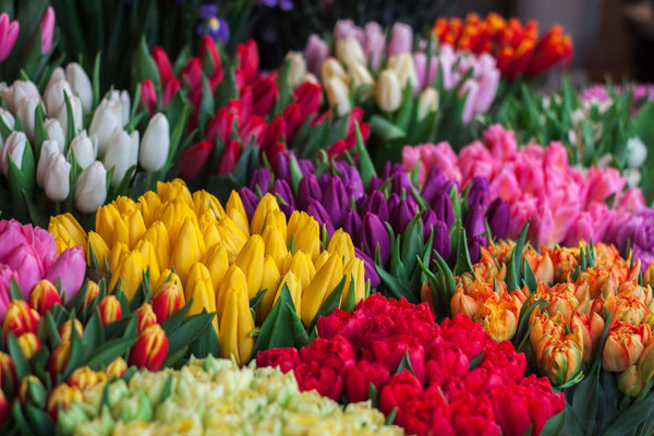 Meet Freddie’s Flowers